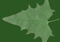 Goosefoot leaf