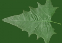 Free Goosfoot Leaf Texture 02