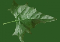 Free Goosfoot Leaf Texture 03