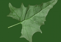 Free Goosfoot Leaf Texture 04