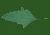 Free Goosfoot Leaf Texture 07