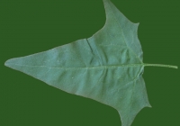 Free Goosfoot Leaf Texture 09