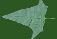 Free Goosfoot Leaf Texture 10