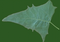 Free Goosfoot Leaf Texture 11