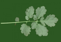 Leaves