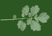 Free Celandine Leaf Texture 3