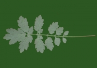 Free Celandine Leaf Texture 1