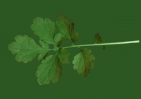 Free Celandine Leaf Texture 4