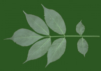 Leaves1