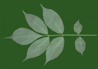 leaf_00288