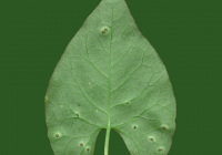 Leaves10