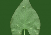leaf_00224