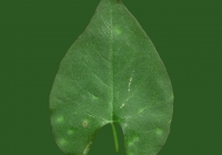 leaf_00225