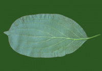 Leaves11