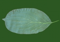 Free Leaf Texture