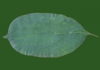Free Leaf Texture