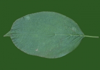 Free Leaf Texture