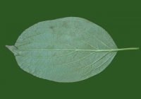 Free Leaf Texture