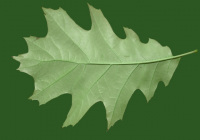 Leaves12