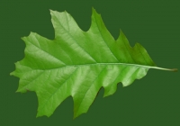 Free Oak Tree Leaf Texture 02