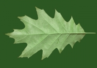 Free Oak Tree Leaf Texture 03