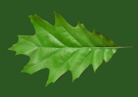 Free Oak Tree Leaf Texture 04