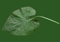 leaf_00063