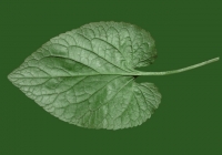 leaf_00064