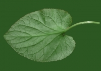 leaf_00083