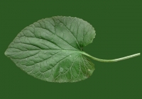 leaf_00084