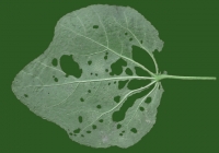 leaf_00013