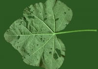 leaf_00026