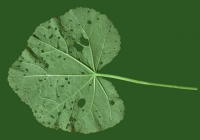 leaf_00029