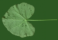 leaf_00030