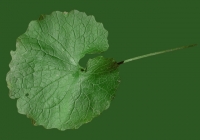 leaf_00059