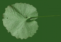 leaf_00060