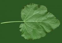 leaf_00370