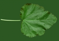 leaf_00371