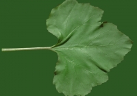 leaf_00373