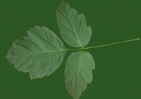 Box Elder Tree Leaf Texture 12