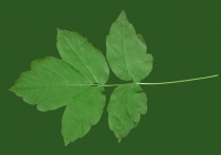 Box Elder Tree Leaf Texture 29