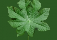 Castor Oil Plant Leaf Texture 03