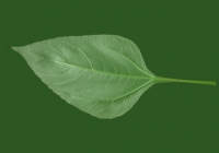 Free Sunroot Leaf Texture