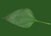 Free Sunchoke Leaf Texture