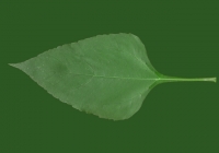 Free Earth Apple Leaf Texture