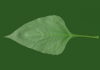 Free Topinambur Leaf Texture