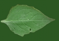 Free Jerusalem Artichoke Leaf Texture 01