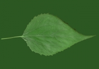 Free Jerusalem Artichoke Leaf Texture 04