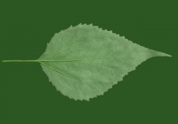 Free Jerusalem Artichoke Leaf Texture 05