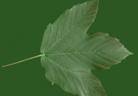 Leaves7